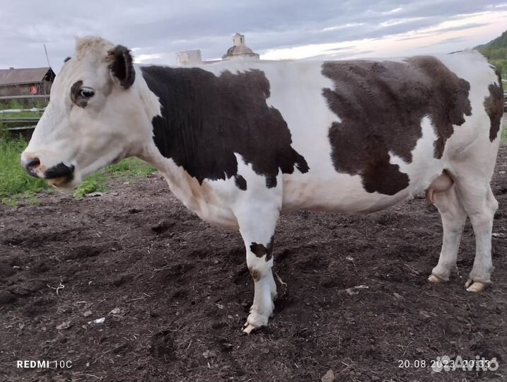 Продажа крс