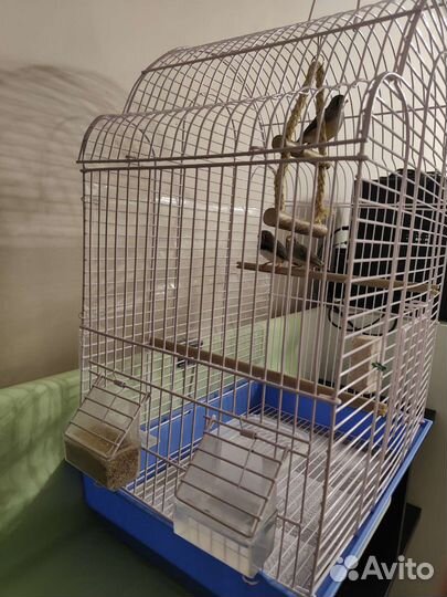 Амадины с клеткой