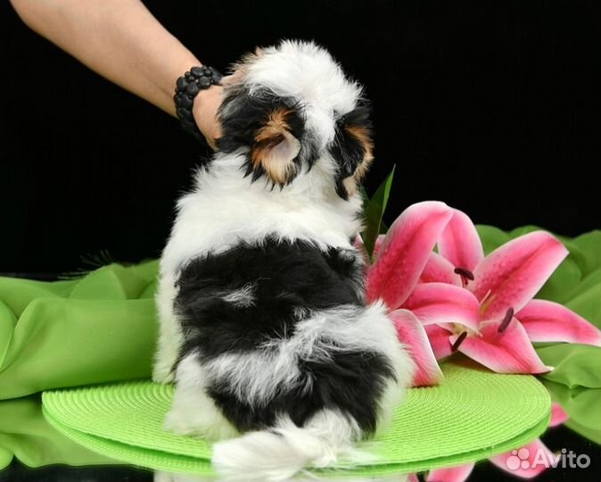 Щенок бивер терьер девочка, шоу