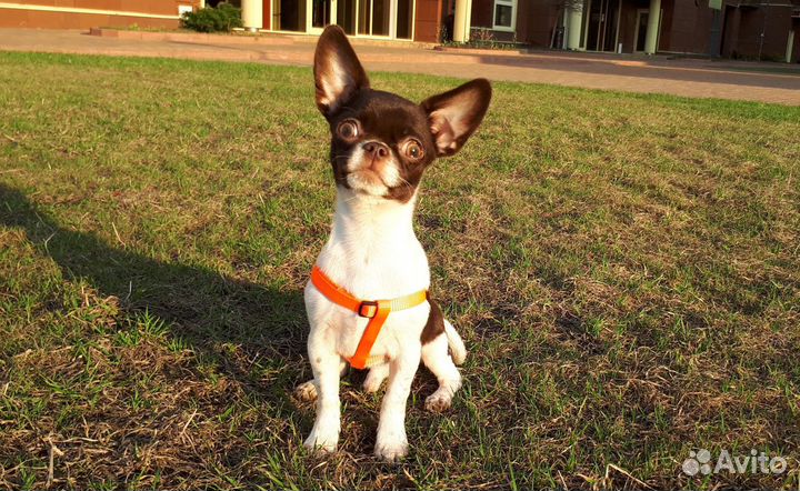 Дрессировка собак кинолог