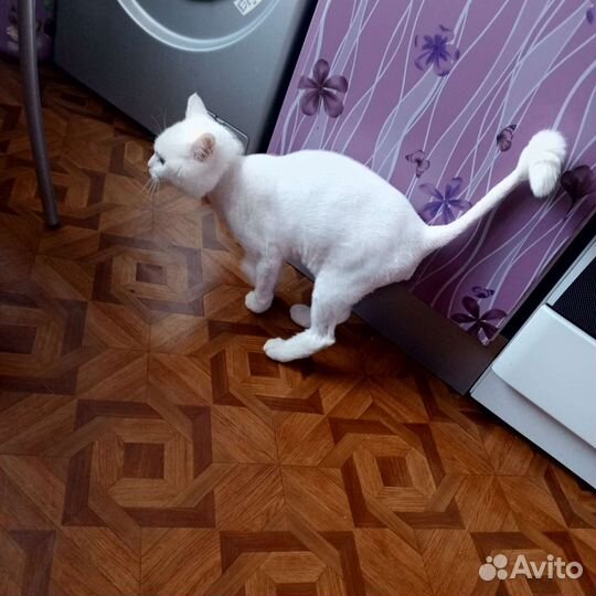 Отдам котика в добрые руки