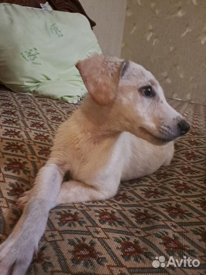 Собака в добрые руки отдам бесплатно