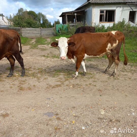 Нетель,коровы