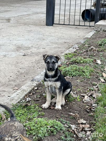 Щенки бесплатно