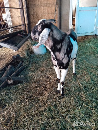 Англо нубийские козы