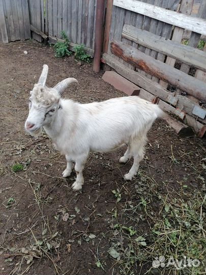 Продам козу и козла
