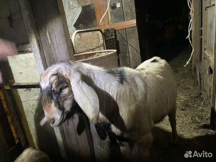 Нубийские козлята