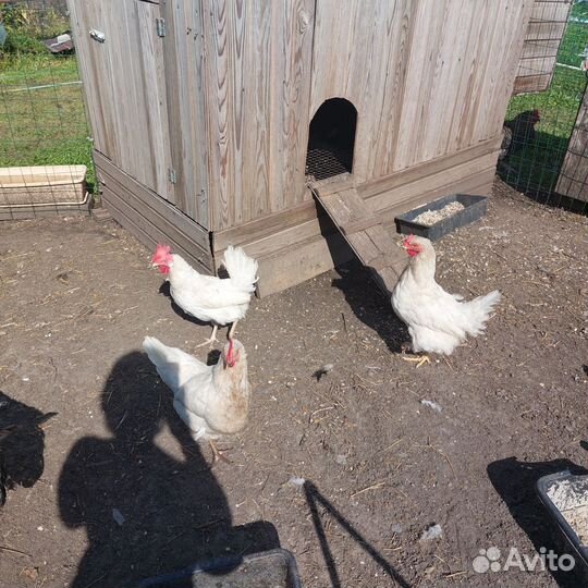 Куры несушки