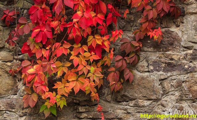 Виноград девичий,жимолостькаприфоль, Йошта