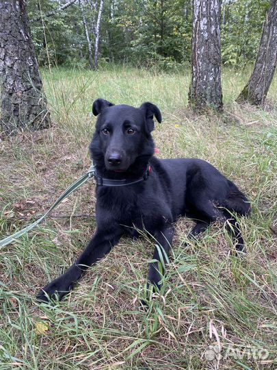 Подари дом собаке из приюта