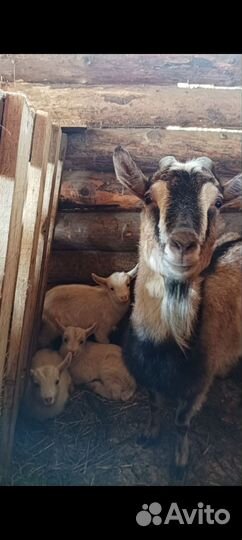 Коза дойная альпийская