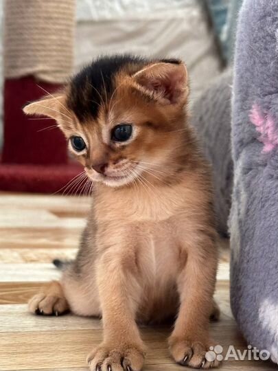 Абиссинская кошка -Открыто бронирование