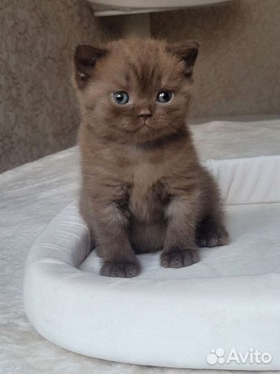 Британцы с документами