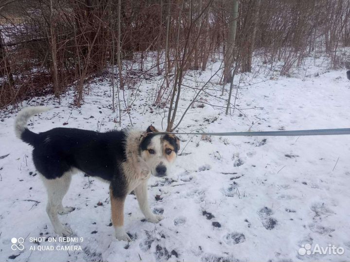 Два солнышка