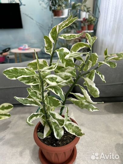 Комнатные цветы