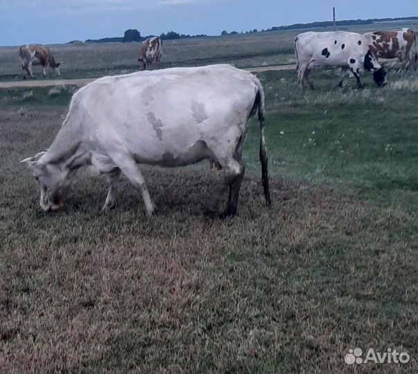 Коровы дойные