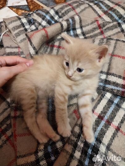 Котята мальчики 1.5 мес