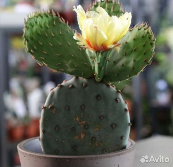 Продам кактус съедобный (опунция)