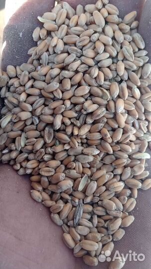 Зерно пшеница