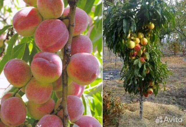 Персик колонна