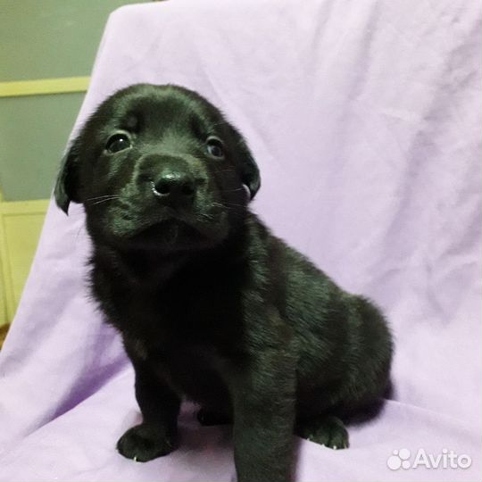 Щенки лабрадора