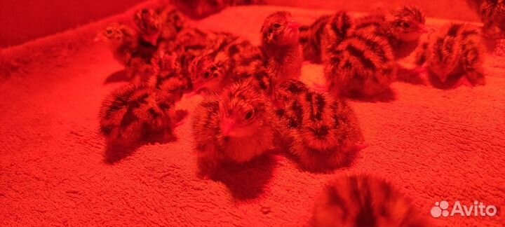 Перепëлки инкубационное яйцо цыплята будут курочки