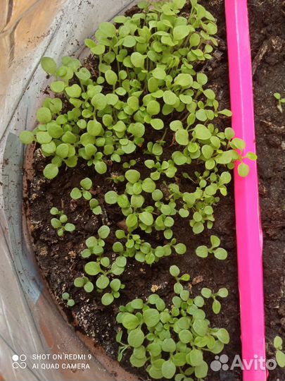 Рассада петунии