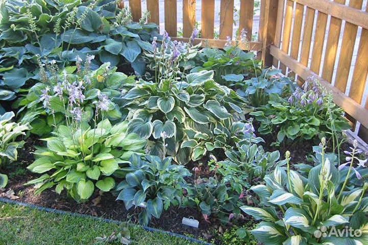 Многолетники для дизайна Вашего сада