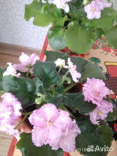 Фиалки, цветы