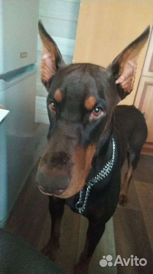 Отдам Добермана