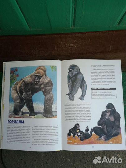 Энциклопедия для детей