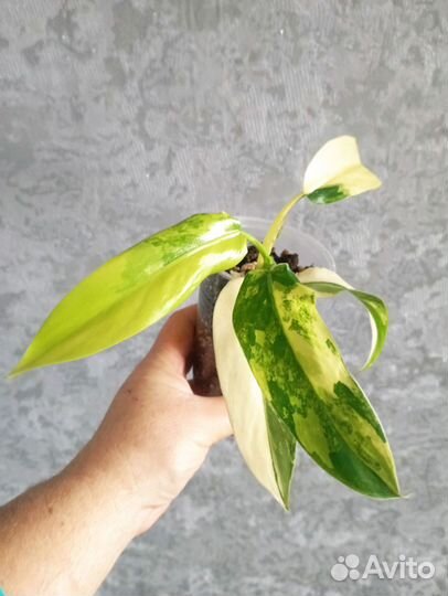 Филодендроны 19,10. Дабовление