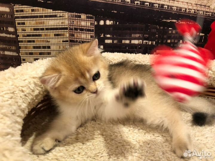 Элитные клубные золотые британцы