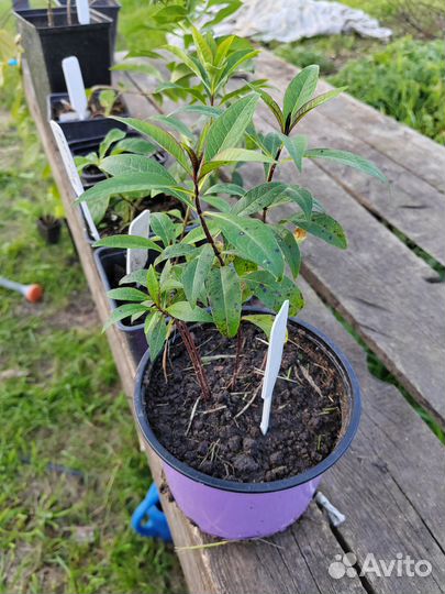 Флоксы сортовые