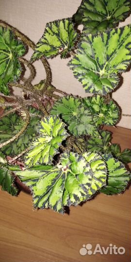 Бегония отдам за сахар