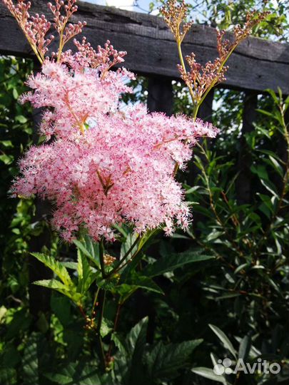 Многолетние цветы