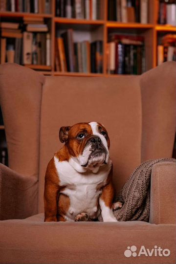 Собаки для съёмок/ фотосессии(английский бульдог)
