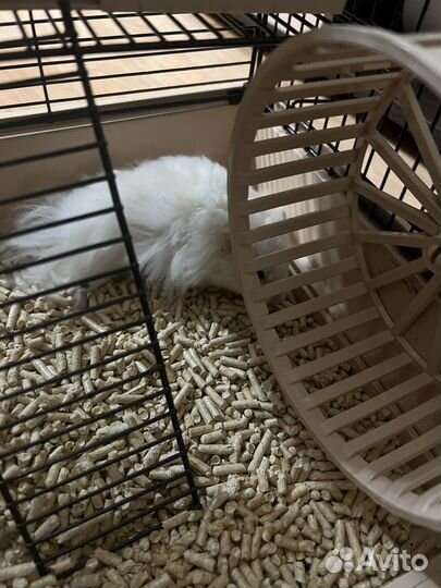 Сирийский хомяк с клеткой