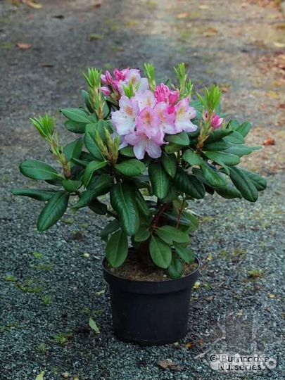 Рододендрон