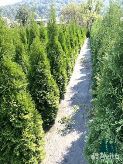 Туи смарагд экстра