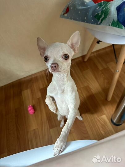 Чихуахуа вязка