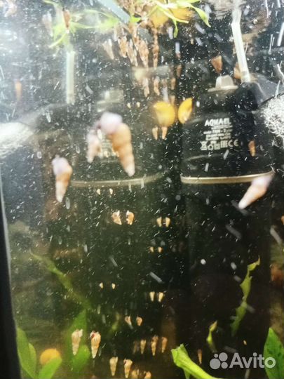 Улитки мелании