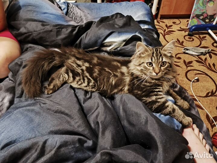 Отдам котенка в добрые руки
