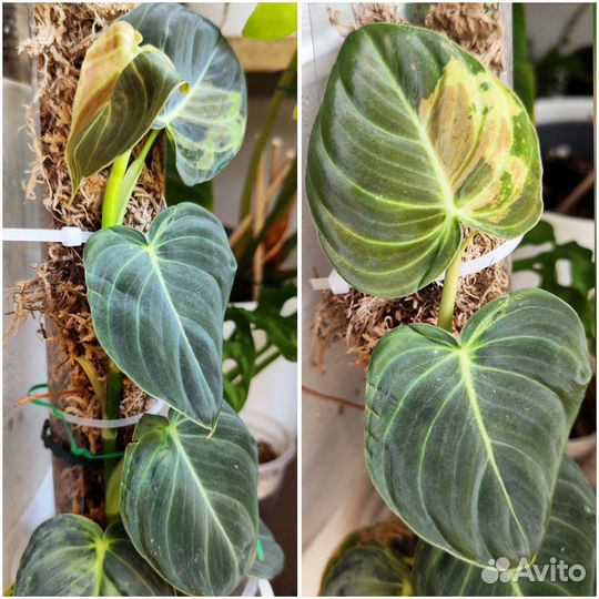 Домашние растения