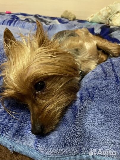 Йоркширский терьер вязка