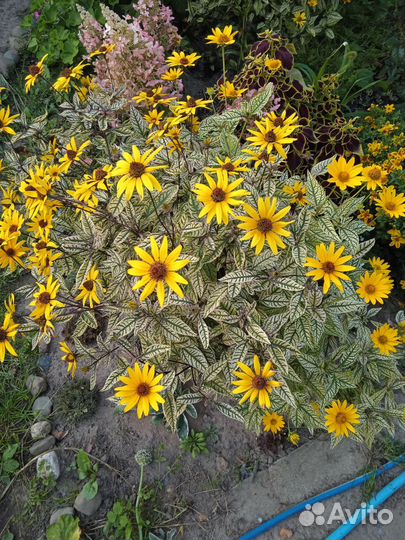 Гелиопсис вариегатный