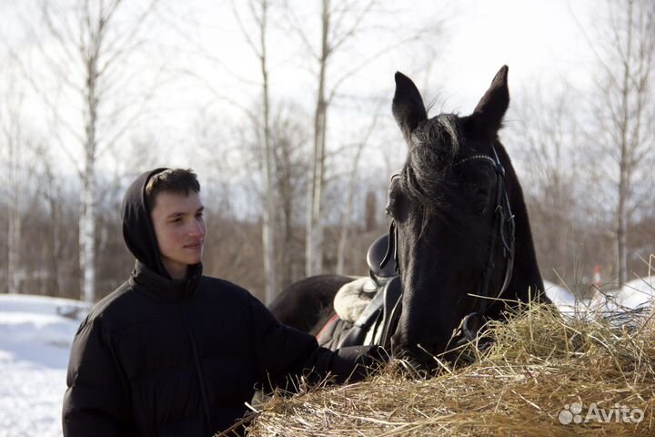 Конная прогулка/тренировка