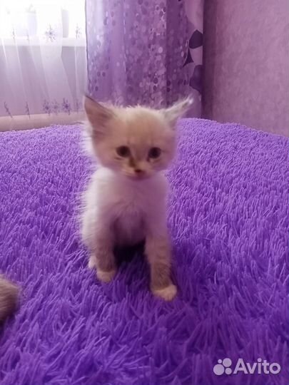 Котята отдам в добрые руки бесплатно