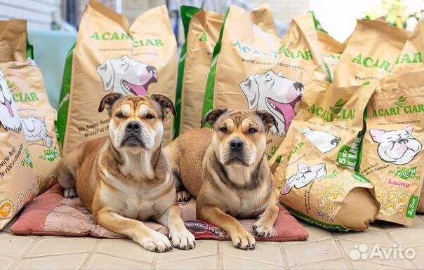Корм для собак