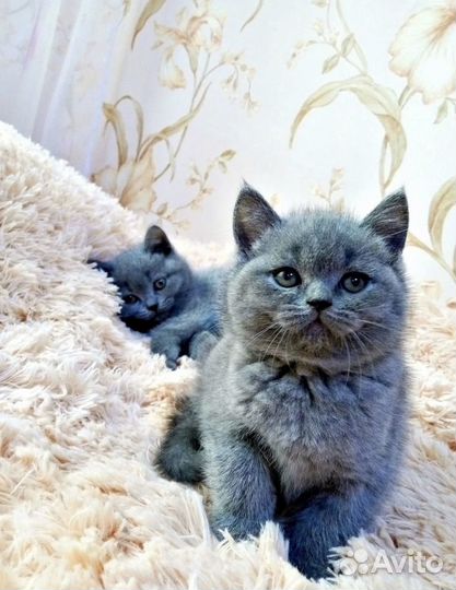Шотландский котенок, очень красивый